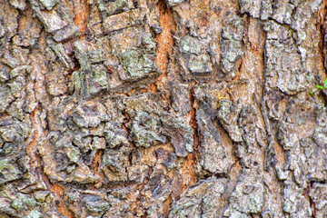 tree bark texture, nature texture, background, texture background	