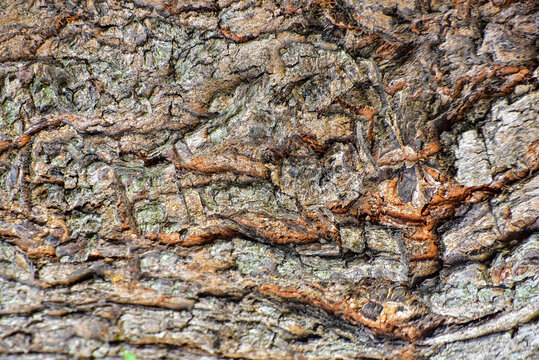 tree bark texture, detailed nature texture, background