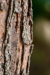 tree bark texture,  nature texture, background, texture background	