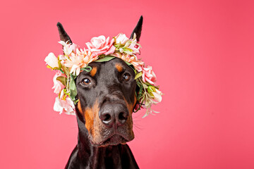 Studio portrait of a Doberman