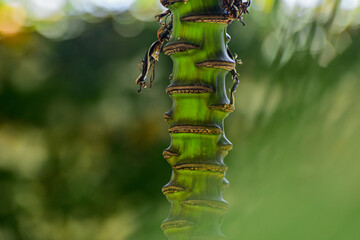 Banana tree rachis in blurred background
