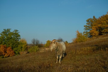 white goat on the field, Ukraine landscape
