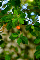 acerola, acerola on the branch, farmer's day , agriculture day, plantation of acerola, photo panel, 	citrus fruit, vertical image
