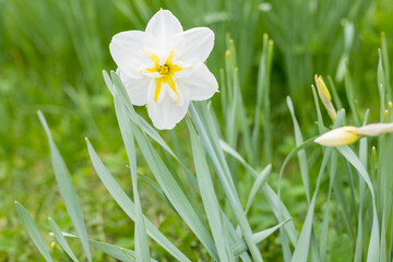 Blooming white yellow daffodil. Flower on a blurred background on a sunny day. First spring flowers. flower bed with white daffodils flowers with green leaves