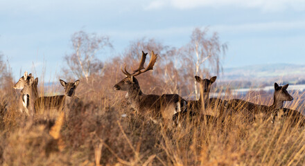 Wild deer in Cannock Chase