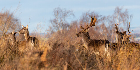Wild deer in Cannock Chase