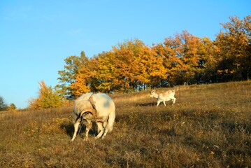 white goat on the field, Ukraine landscape