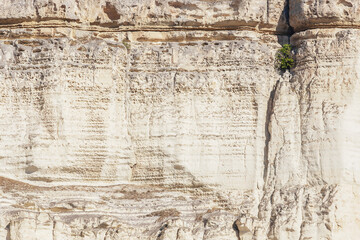 small tree grows in large stone rock, the texture of stone white rock