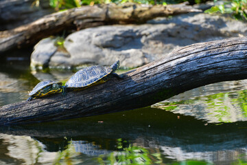 turtle family sunbathing in the pond