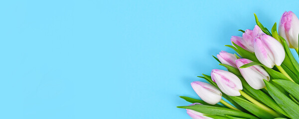 Banner with bouquet of white tulip spring flowers with pink tips in corner of blue background with copy space