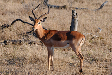 South African Impala