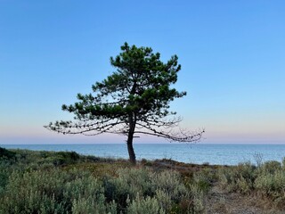 Pine tree at beach against blue sky. Corsica, France.