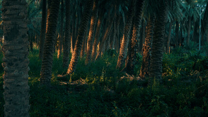 Saudi Arabian palm farm