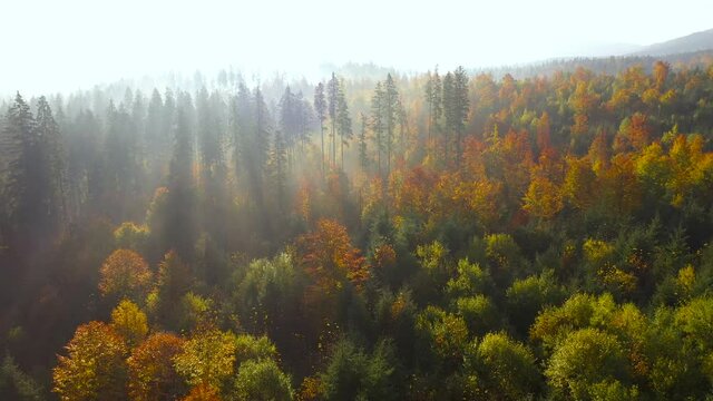Aerial view of a bright autumn forest on the slopes of the mountains at sunrise. Colorful panorama of the Carpathian mountains in autumn.