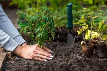 Close-up. The hands of a young woman hold the soil with a young plant. Planting seedlings in the ground. There is a spatula nearby. The concept of nature conservation and agriculture.
