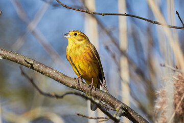 Yellowhammer (Emberiza citrinella) Beautiful yellow bird sitting on a branch, close-up