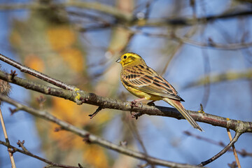 Yellowhammer (Emberiza citrinella) Beautiful yellow bird sitting on a branch, close-up