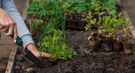 Close-up. The hands of a young woman hold the soil with a young plant. Planting seedlings in the ground. There is a spatula nearby. The concept of nature conservation and agriculture.