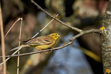 Yellowhammer (Emberiza citrinella) Beautiful yellow bird sitting on a branch, close-up