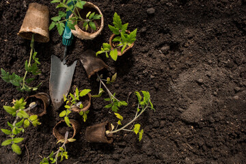 Soil with a young plant. Planting seedlings in the ground. There is a spatula nearby. The concept of agriculture and harvest. Close-up.