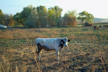 white cow on the field