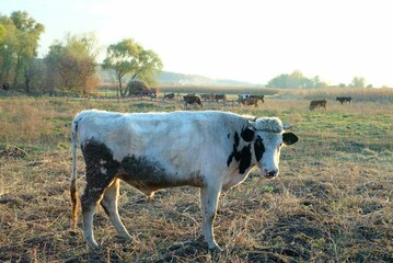 white cow on the field