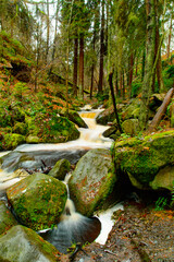 stream in the forest