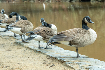 Geese 