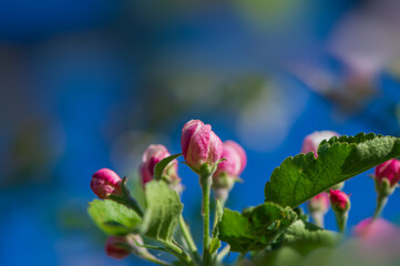 Blooming apple blossoms.