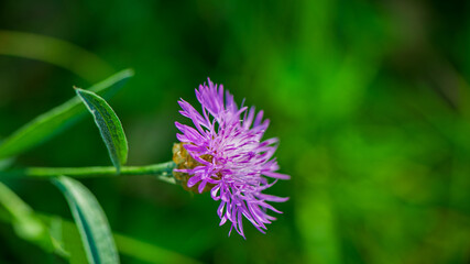 Purple cornflower flower.