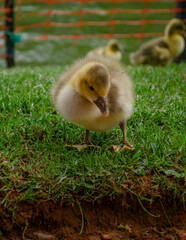 Baby Duck