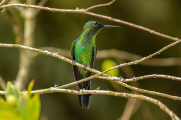 beija-flor-de-fronte-violeta_Thalurania glaucopis