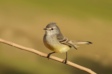 Alegrinho_Serpophaga subcristata