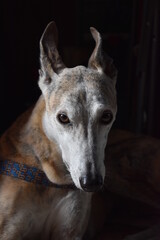 Galgo