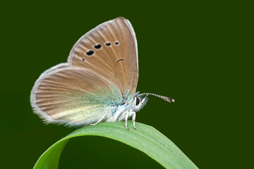 Macro shots, Beautiful nature scene. Closeup beautiful butterfly sitting on the flower in a summer garden.