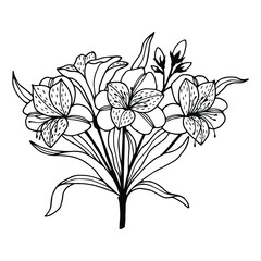 Alstroemeria flowers, bouquet. Vector stock illustration eps10. Isolate on white background, outline, hand drawing.