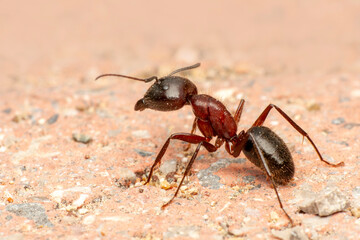Beautiful Strong jaws of red ant close-up