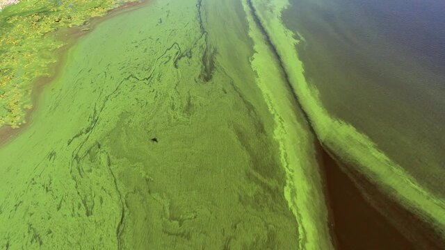 Flying over the green river. Top view of the river covered with green algae. Lonely fishermen fish in the green river.