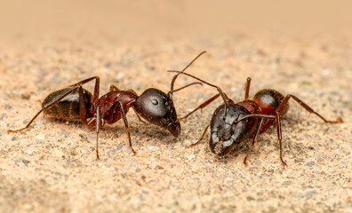 Beautiful Strong jaws of red ant close-up