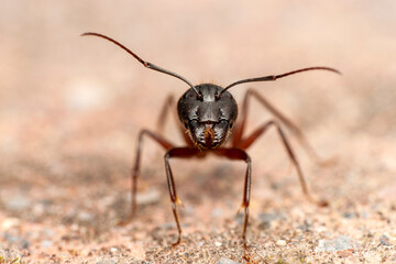 Beautiful Strong jaws of red ant close-up
