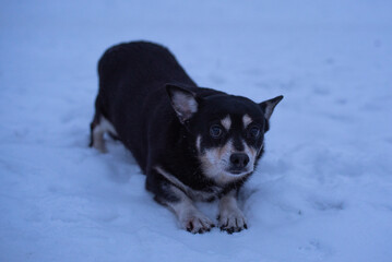 Black dog in winter in the city