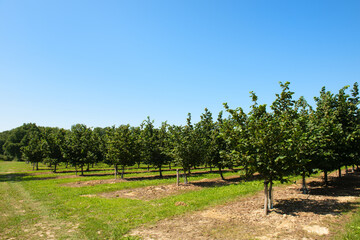 Fototapeta na wymiar Hazel orchard in the French Lot
