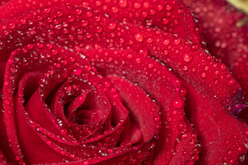 Close up of a red rose covered in dew drops