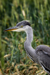Young grey heron (Ardea cinerea) portrait on a field