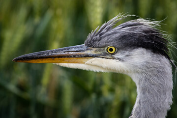 Young grey heron (Ardea cinerea) portrait on a field, close-up