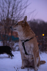 Ginger (red) dog in winter in the city