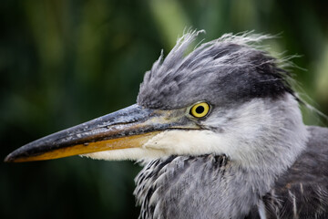 Young grey heron (Ardea cinerea) portrait on a field, close-up