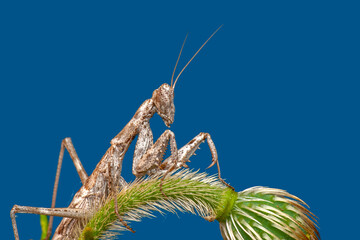 Close up of pair of Beautiful European mantis ( Mantis religiosa ).