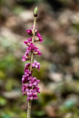 Blühender Seidelbast