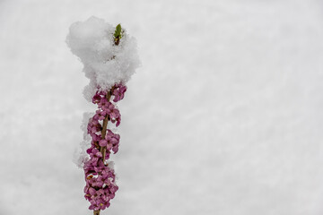 Blühender Seidelbast im Schnee